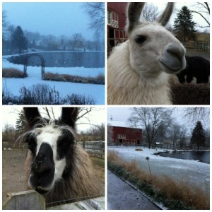 Scenes from the snowy farm!